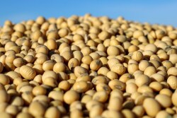 SOY
