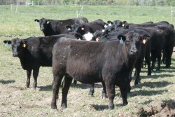 While there are benefits to feeding monensin to beef cows, how might the use of monensin for developing replacement heifers benefit your operation?