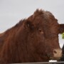 BT_Fat_Cattle_Feedlot