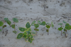 The smart sprayer searches for a particular crop and any plant that isn’t a match gets hit with a spot-on stream of herbicide.