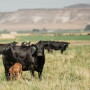 Cow-calf