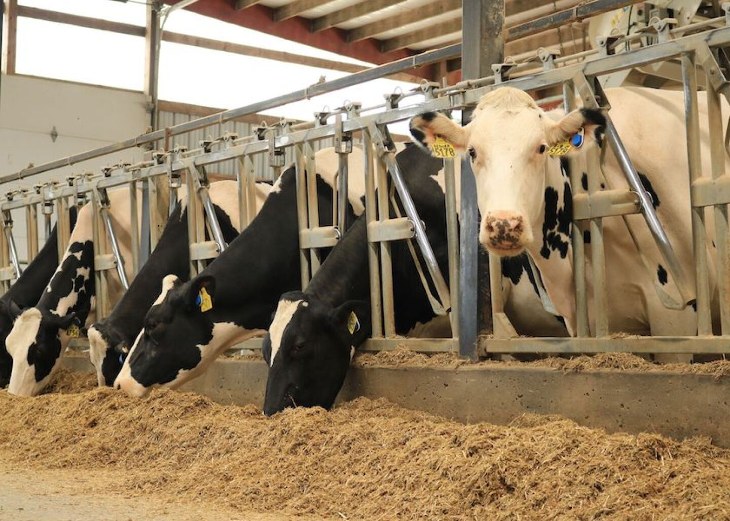Holstein Dairy Cows Feedbunk_Taylor Leach