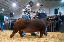 Caroline Gaye and Duroc Pig Penny