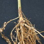 nodules on soybeans
