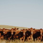 Cows
