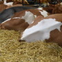 Show_cows
