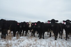 An early peek at winter grazing budgets highlights the huge uncertainty impacting feeder cattle marke