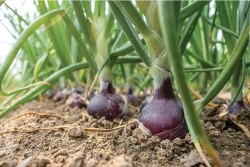 Eagle-Eye-Produce-Red-onion.jpg