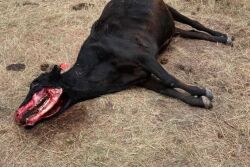 Photo of mutilated cow posted to Fee Stubblefield's Facebook page.
