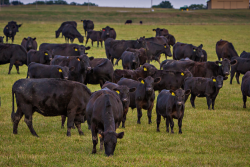 Angus herd at Thompson Research Farm, University of Missouri.