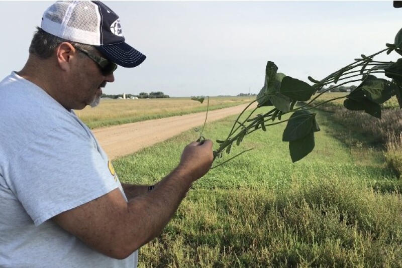 Chip Flory checks pods on the Western leg of Crop Tour.