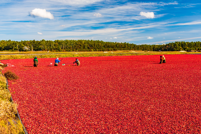 People working in cranberry bog in Massachusetts