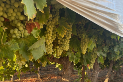 Grapes