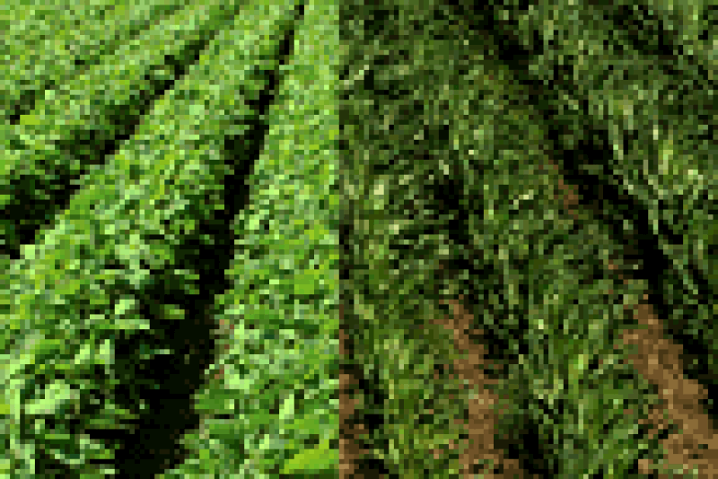 corn soybeans
