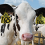 Dairy_Calf