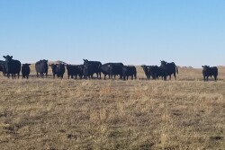 Cows on dry pasture