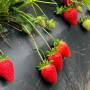 Strawberries in field