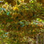 chilean kiwifruit