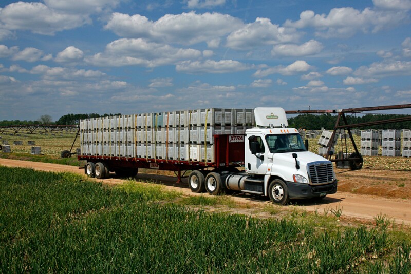 A Bland Farms truck pulls a load of Vidalia onions from the fields en route to the packinghouse. Growers are considering how the  shipping situation, with higher freight rates and truck shortages in some areas, will affect their season. 