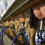 The top six U.S. cow number states account for more than half of total U.S. production.