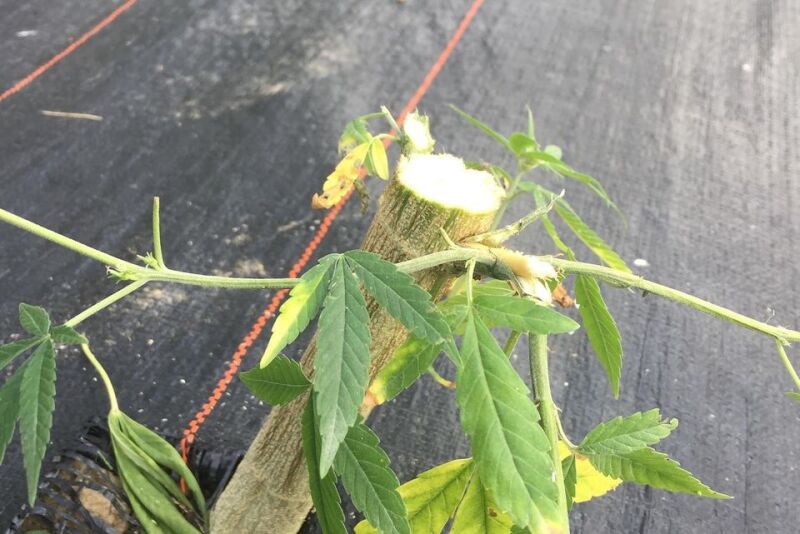 Sheared-off stems are all that remain of a 50 plant hemp crop that was stolen from a Vermont farm.