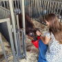 Maddison DeOrnellas watering showpig at county fair