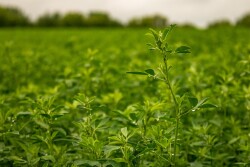  With alfalfa being one of the most important forage crops on the farm and feed prices on the rise, it’s critical to ensure your stand is harvested in a timely manner to maximize quality while preserving quantity