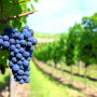 wine grapes