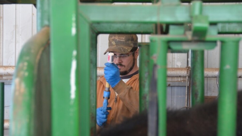 BT_Cattle_Vaccination