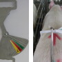 Sow caliper
