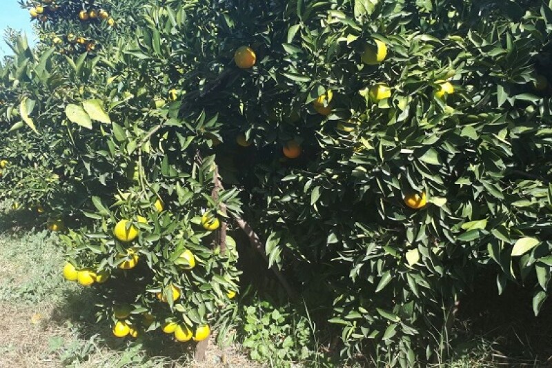 Spanish clementines