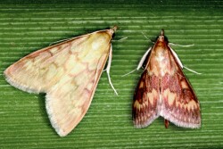 European corn borer moth