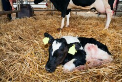 Newborn Holstein Calf_Adobe Stock