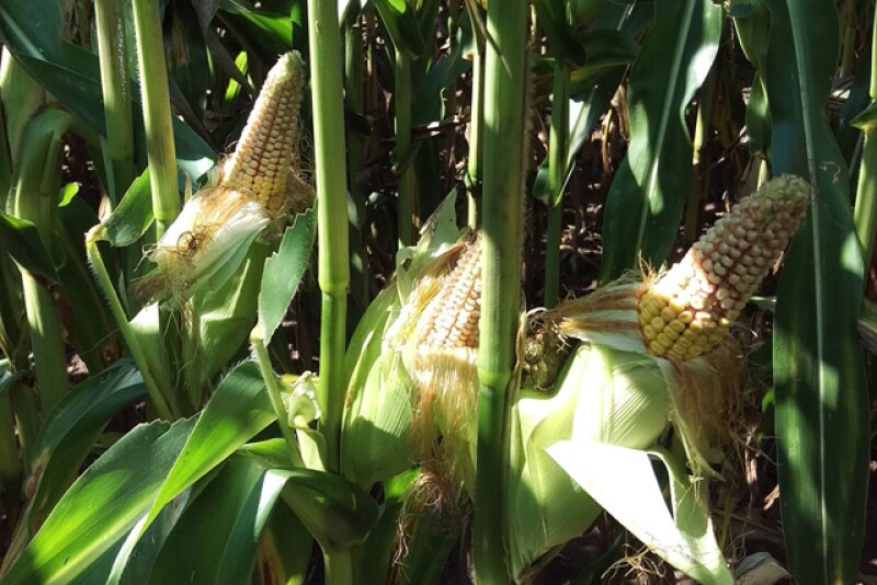 corn