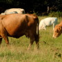 cattle