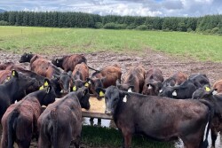 Beef-on-Dairy Feeders