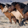 Wild Horses BLM