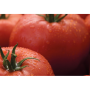 Syngenta tomato
