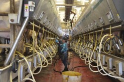 DT_Dairy_Parlor_Milkers