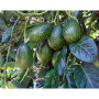 Index Fresh Inc. is credited with bringing the GEM avocado variety to the forefront.