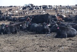 Dairy beef crosses
