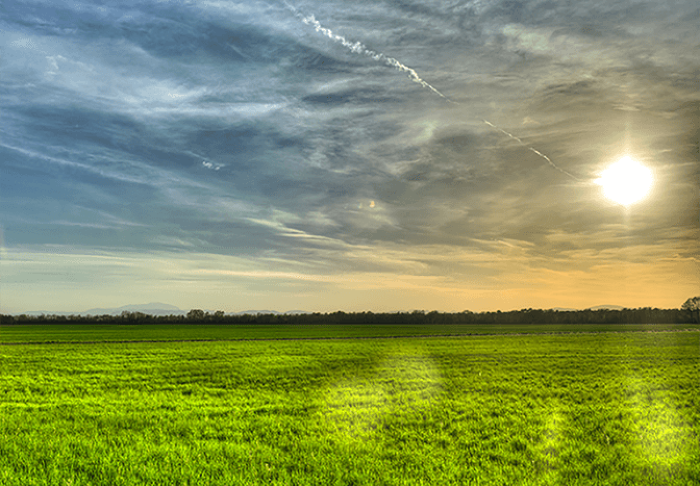 Ryegrass Cover Crop
