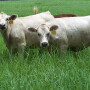 Ona_White_Angus_070615