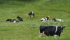 DT_Germany_Dairy_Cows_Grazing