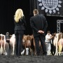 cattle judging