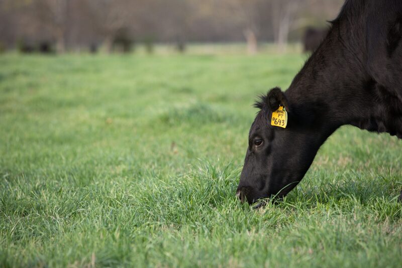 CAB Grazing Cow