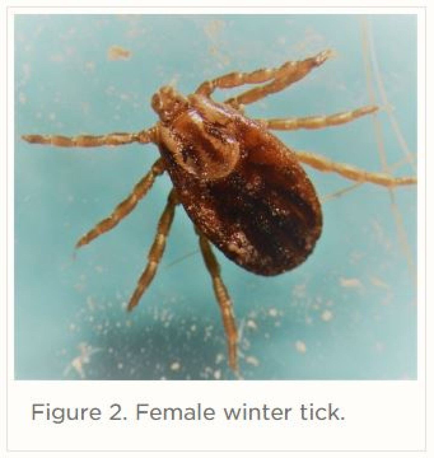 winter%20tick%202.JPG
