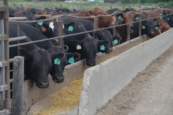 Behavior monitoring proves beneficial for feedyards.