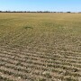 Canada Winter Wheat Field