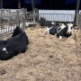 Close up Holsteins calving pen_Maureen Hanson